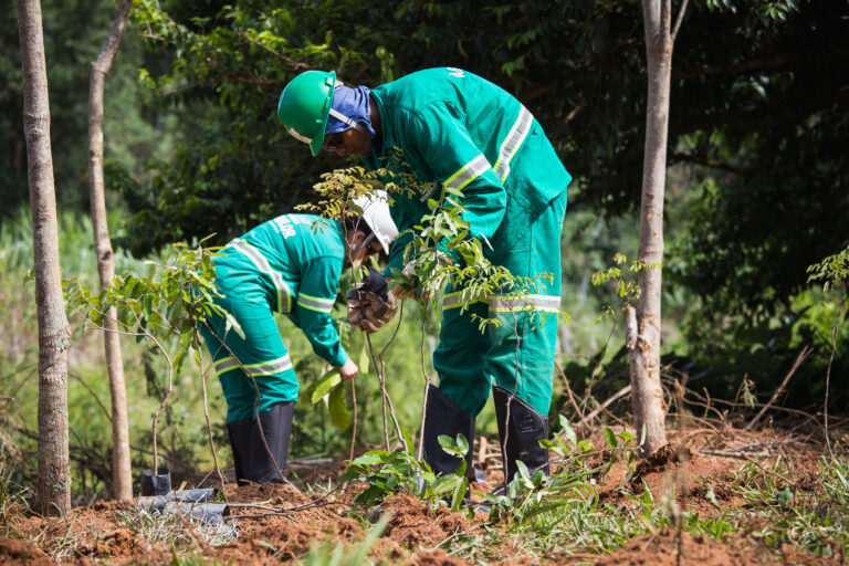 Agroflor_SantoAntonioGrama_2019_87